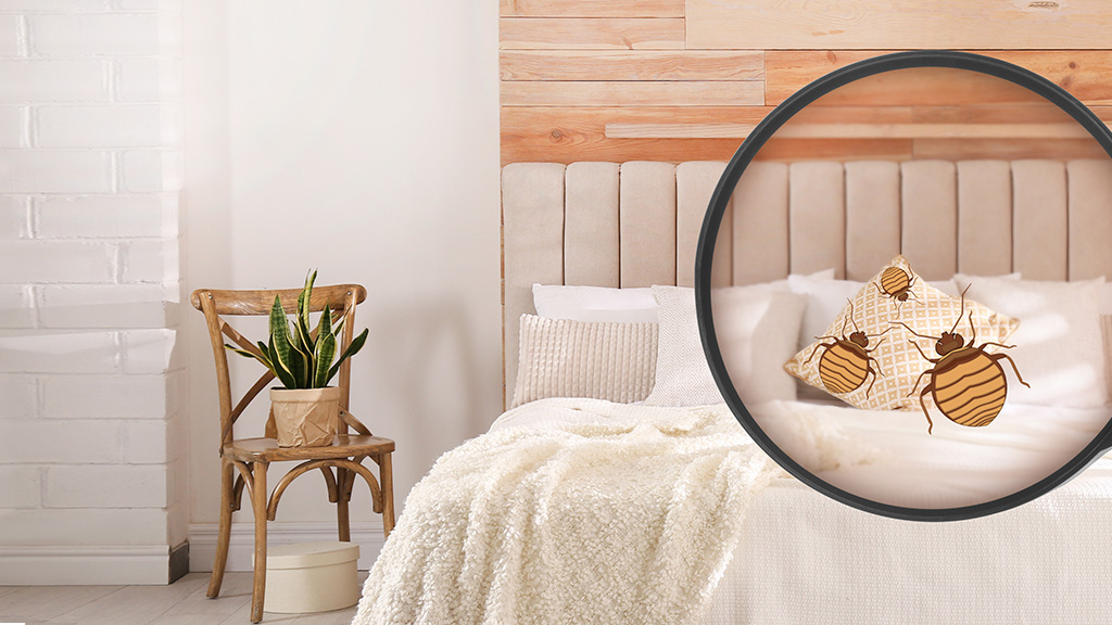 cimici-del-letto Cimici del letto: cosa sono e come evitarle