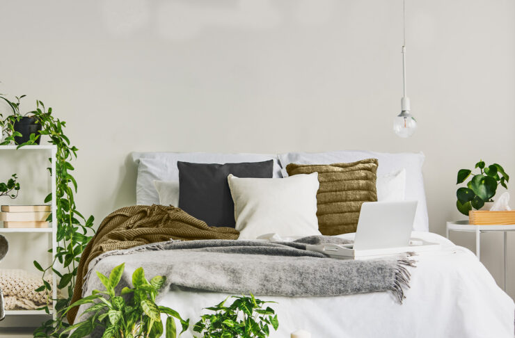 Piante da interno: idee per la camera