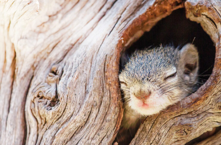 Animali e sonno: quali vanno in letargo e quali no